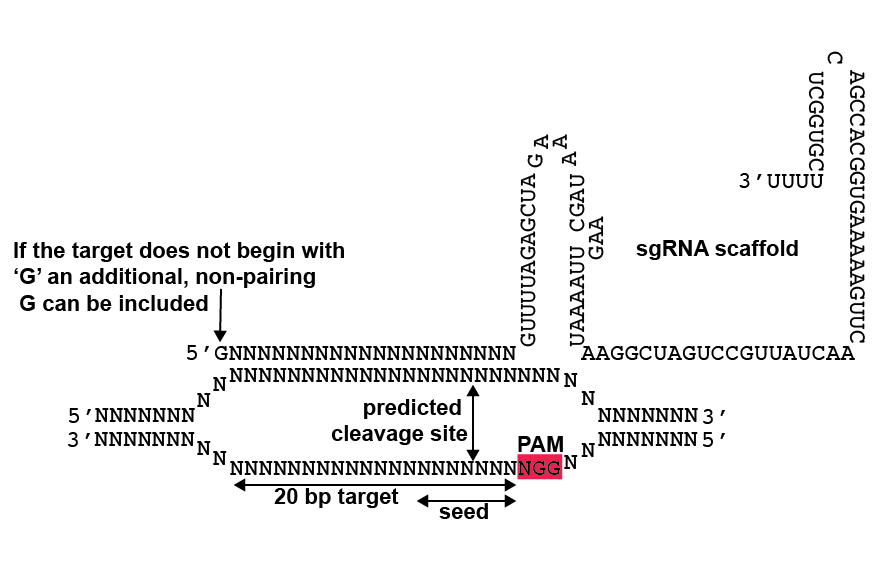 Tsl Synbio